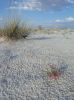 White Sands NM