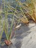 White Sands NM
