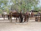 Old Tucson Studios