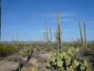 Saguaro NP