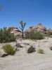 Joshua Tree NP