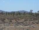 Joshua Tree NP
