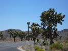 Joshua Tree NP