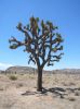Joshua Tree NP
