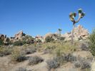 Joshua Tree NP