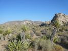 Joshua Tree NP