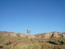 Joshua Tree NP