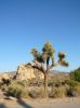 Joshua Tree NP