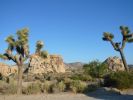 Joshua Tree NP