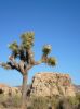 Joshua Tree NP