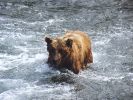 Alaska Brown Bear auf der Suche nach Lachs