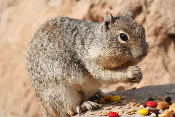 Squirrel
Squirrel im Grand Canyon
Schlüsselwörter: Squirrel