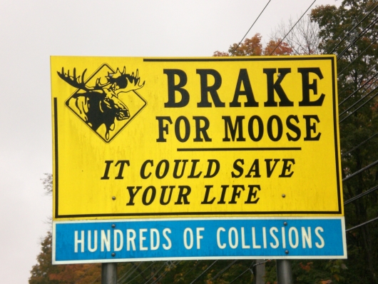 Brake for Moose
Kancamagus Highway
